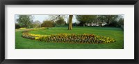 Framed Tulips in Hyde Park, City of Westminster, London, England