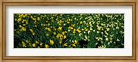Framed Daffodils in Green Park, City of Westminster, London, England