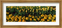 Framed Yellow Flower Bed, Hyde Park, City of Westminster, London, England