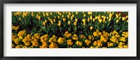 Framed Yellow Flower Bed, Hyde Park, City of Westminster, London, England