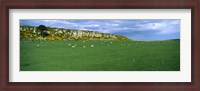 Framed Flock of sheep at Howick Scar Farm, Northumberland, England