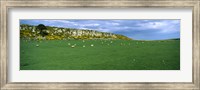 Framed Flock of sheep at Howick Scar Farm, Northumberland, England