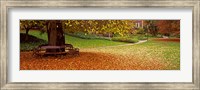 Framed Autumn Leaves in a Park, Christchurch, South Island, New Zealand