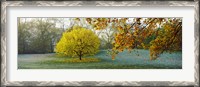 Framed Frost in autumn, St. James's Park, City Of Westminster, London, England