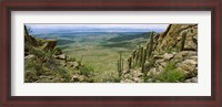 Framed Saguaro cactus, Tucson Mountain Park, Arizona
