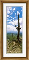 Framed Saguaro cactus on a hillside, Tucson Mountain Park, Tucson, Arizona