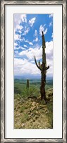 Framed Saguaro cactus on a hillside, Tucson Mountain Park, Tucson, Arizona