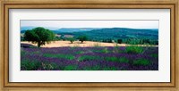 Framed Lavender growing in a  field, Provence-Alpes-Cote d'Azur, France