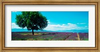 Framed Tree in the middle of a Lavender field, Provence-Alpes-Cote d'Azur, France