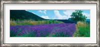 Framed Lavender field, Provence-Alpes-Cote d'Azur, France