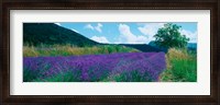 Framed Lavender field, Provence-Alpes-Cote d'Azur, France