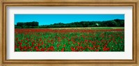 Framed Poppies and sheep in a field, Provence-Alpes-Cote d'Azur, France