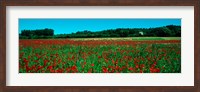 Framed Poppies and sheep in a field, Provence-Alpes-Cote d'Azur, France