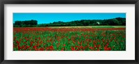 Framed Poppies and sheep in a field, Provence-Alpes-Cote d'Azur, France