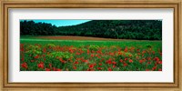Framed Poppies in a field, Provence-Alpes-Cote d'Azur, France