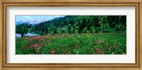 Framed Wildflowers in a field at lakeside, French Riviera, France