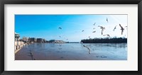 Framed Flock of birds flying at Old Georgetown waterfront, Potomac River, Washington DC, USA