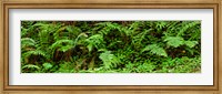 Framed Ferns in front of Redwood trees, Redwood National Park, California, USA