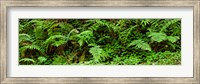 Framed Ferns in front of Redwood trees, Redwood National Park, California, USA