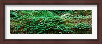 Framed Clover and Ferns on downed Redwood tree, Brown's Creek Trail, Jedediah Smith Redwoods State Park, California, USA