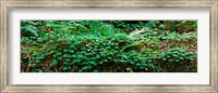 Framed Clover and Ferns on downed Redwood tree, Brown's Creek Trail, Jedediah Smith Redwoods State Park, California, USA