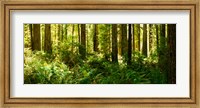 Framed Ferns and Redwood trees in a forest, Redwood National Park, California, USA