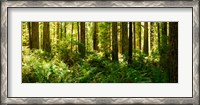 Framed Ferns and Redwood trees in a forest, Redwood National Park, California, USA