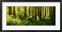 Framed Ferns and Redwood trees in a forest, Redwood National Park, California, USA