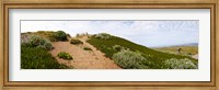 Framed Sand dunes covered with iceplants, Manchester State Park, California