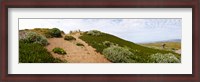 Framed Sand dunes covered with iceplants, Manchester State Park, California