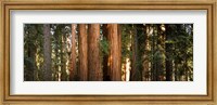 Framed Redwood trees in a forest, Sequoia National Park, California, USA