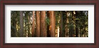 Framed Redwood trees in a forest, Sequoia National Park, California, USA