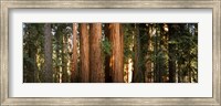 Framed Redwood trees in a forest, Sequoia National Park, California, USA