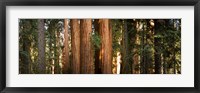Framed Redwood trees in a forest, Sequoia National Park, California, USA
