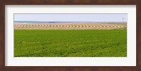 Framed Harvested alfalfa field patterns, Oklahoma, USA