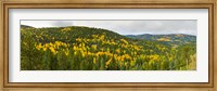 Framed Aspen hillside in autumn, Sangre De Cristo Mountains, Angel Fire, New Mexico, USA