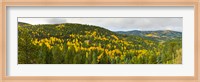 Framed Aspen hillside in autumn, Sangre De Cristo Mountains, Angel Fire, New Mexico, USA