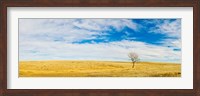 Framed Lone Hackberry tree in autumn plains, South Dakota