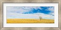 Framed Lone Hackberry tree in autumn plains, South Dakota