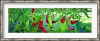 Framed Santa Fe Grande Hot Peppers on bush