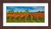 Framed Autumn vineyard at Napa Valley, California, USA