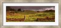 Framed Stone wall in a field, Kula, Maui, Hawaii, USA