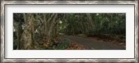 Framed Path passing through a forest, Maui, Hawaii, USA