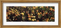 Framed Wildflowers in a field, Maui, Hawaii