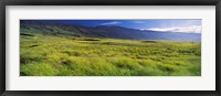 Framed Grassland, Kula, Maui, Hawaii, USA