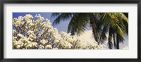 Framed Low angle view of trees, Hawaii, USA