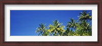 Framed Palm Trees, Maui, Hawaii (low angle view)