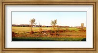 Framed Amish farmer plowing a field, USA