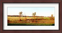 Framed Amish farmer plowing a field, USA