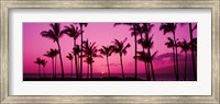 Framed Silhouette of palm trees at dusk, Hawaii, USA